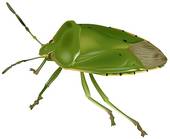 Green Stink Bug   Clipart Graphic