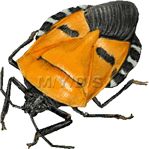 Man Faced Stinkbug Stink Bug Shield Bug Clipart Graphics  Free Clip    