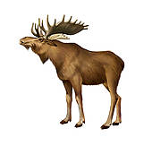 Moose Clipart Illustrations    Clipart Panda   Free Clipart Images