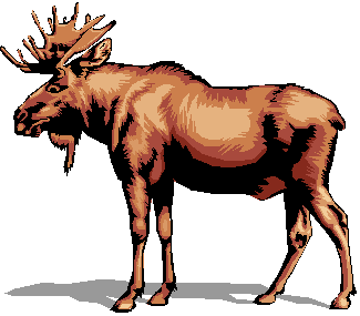 Moose Clipart