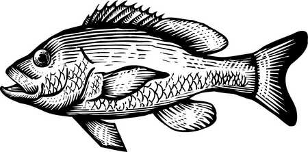 Black And White Fish Drawing   Free Cliparts That You Can Download