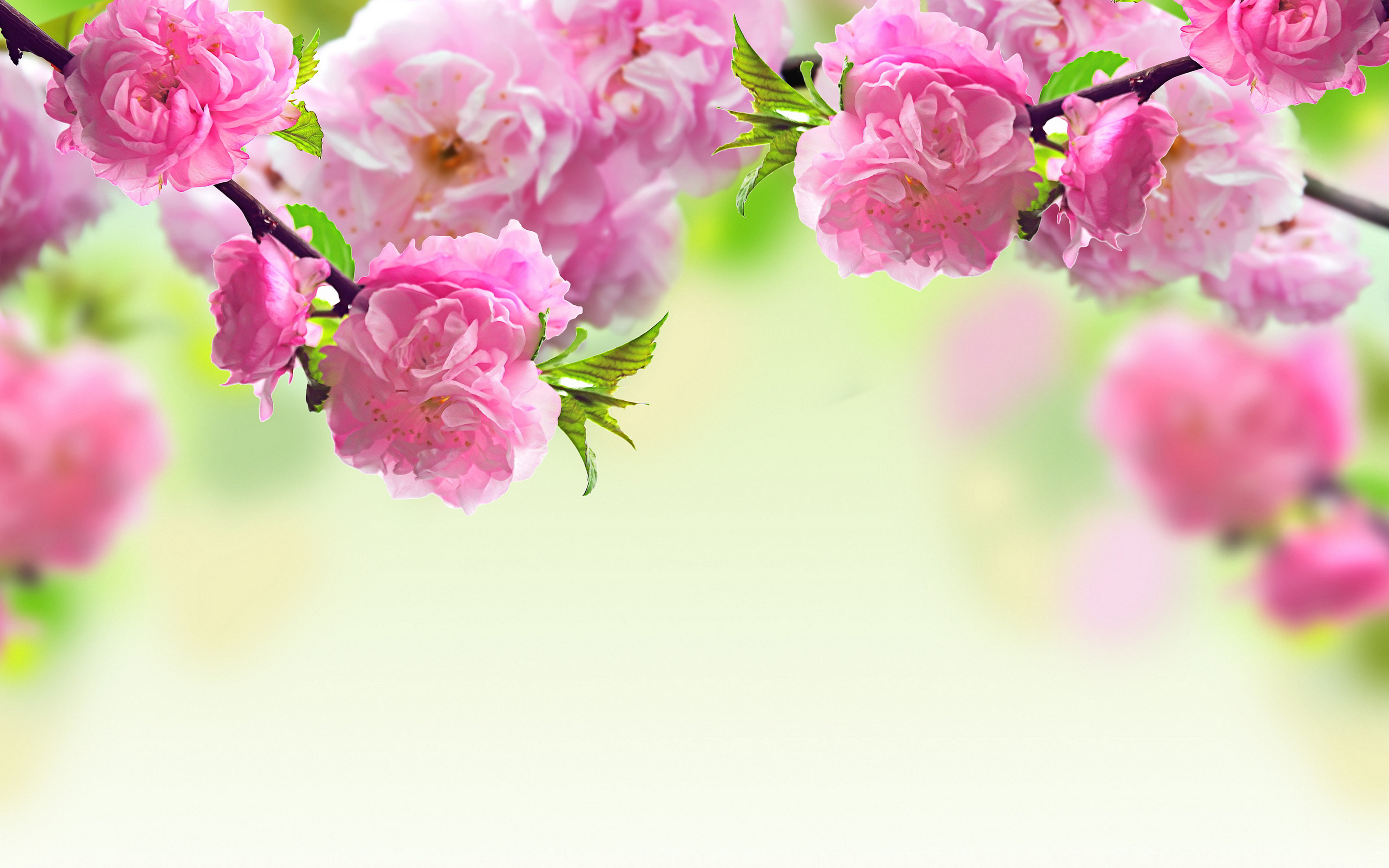 Spring Flowers Background Wallpapers Pictures Photos Images