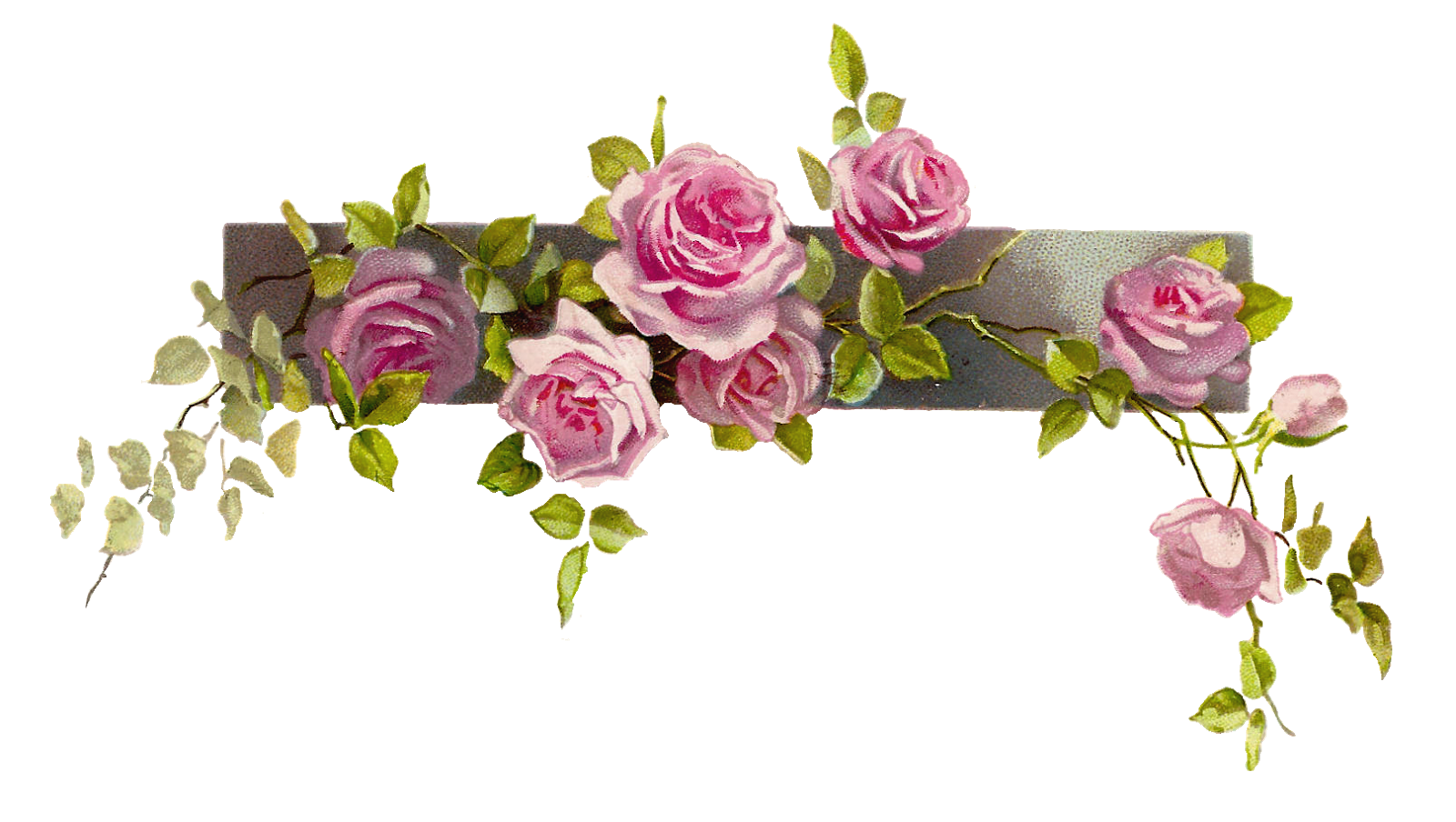 Free Flower Graphic  Vintage Pink Rose Clip Art Branch And Leaves