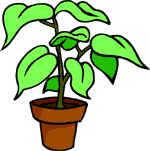 House Plant Care  How To Re Pot House Plants