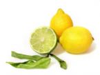 Lemon Lime Clip Art Lemonlime