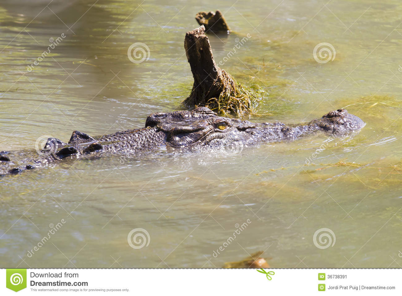 Scary Crocodile Stock Image   Image  36738391