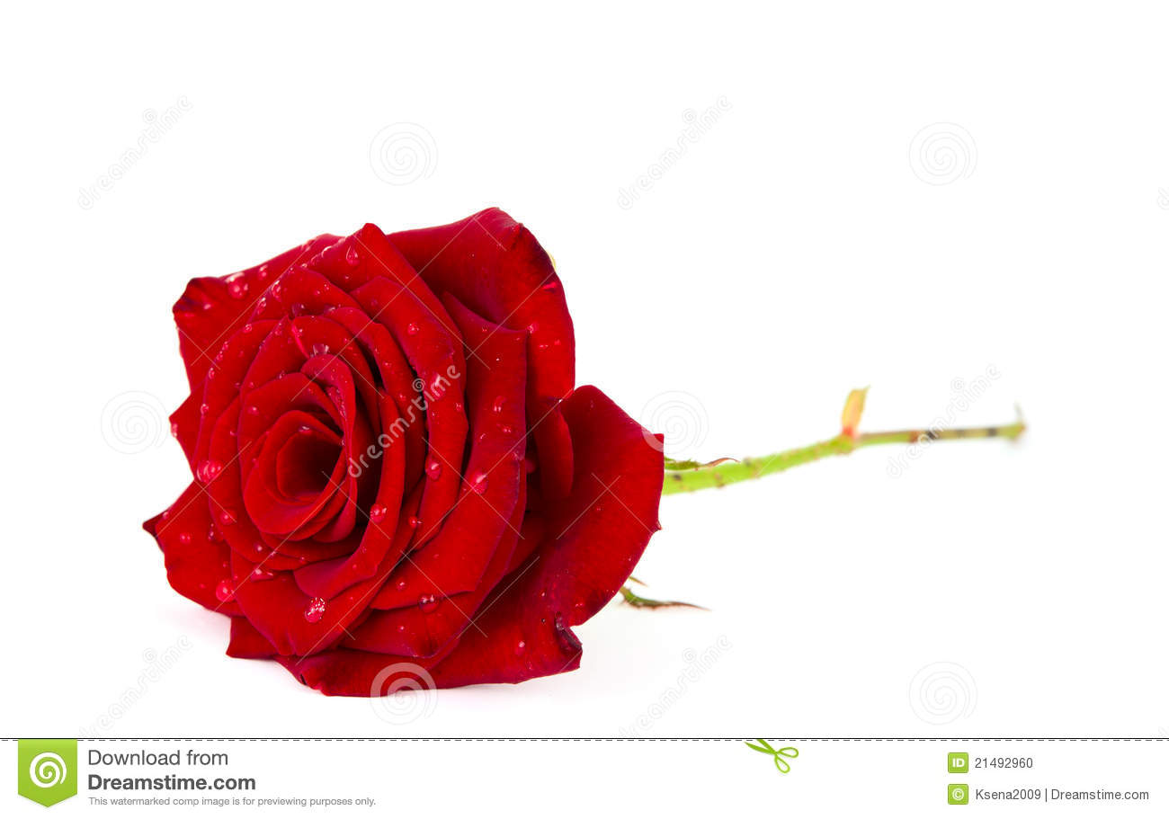 Burgundy Rose With Drops Stock Photo   Image  21492960
