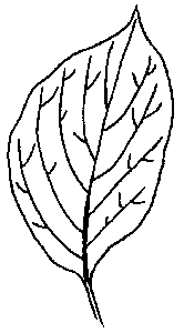 Dogwood Tree Drawing   Clipart Best
