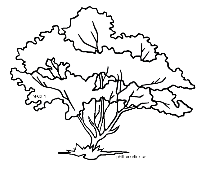 Dogwood Tree Drawing   Cliparts Co
