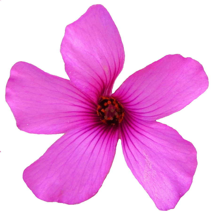 Little Pink Flower Clipart 13 Cm   Flickr   Photo Sharing 