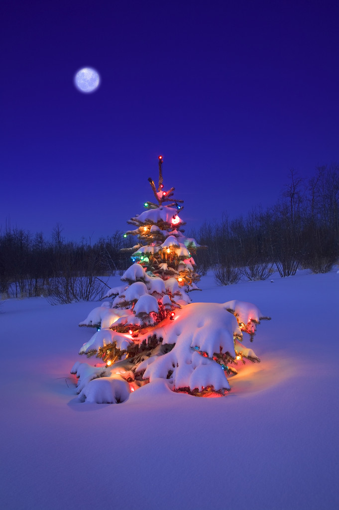 Christmas Tree In Snow With Colored Lights From Word Clipart Images