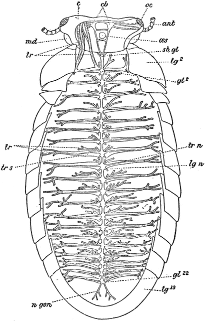 Circulatory System Of Sphaerotherium Obtusum Millipede   Clipart Etc