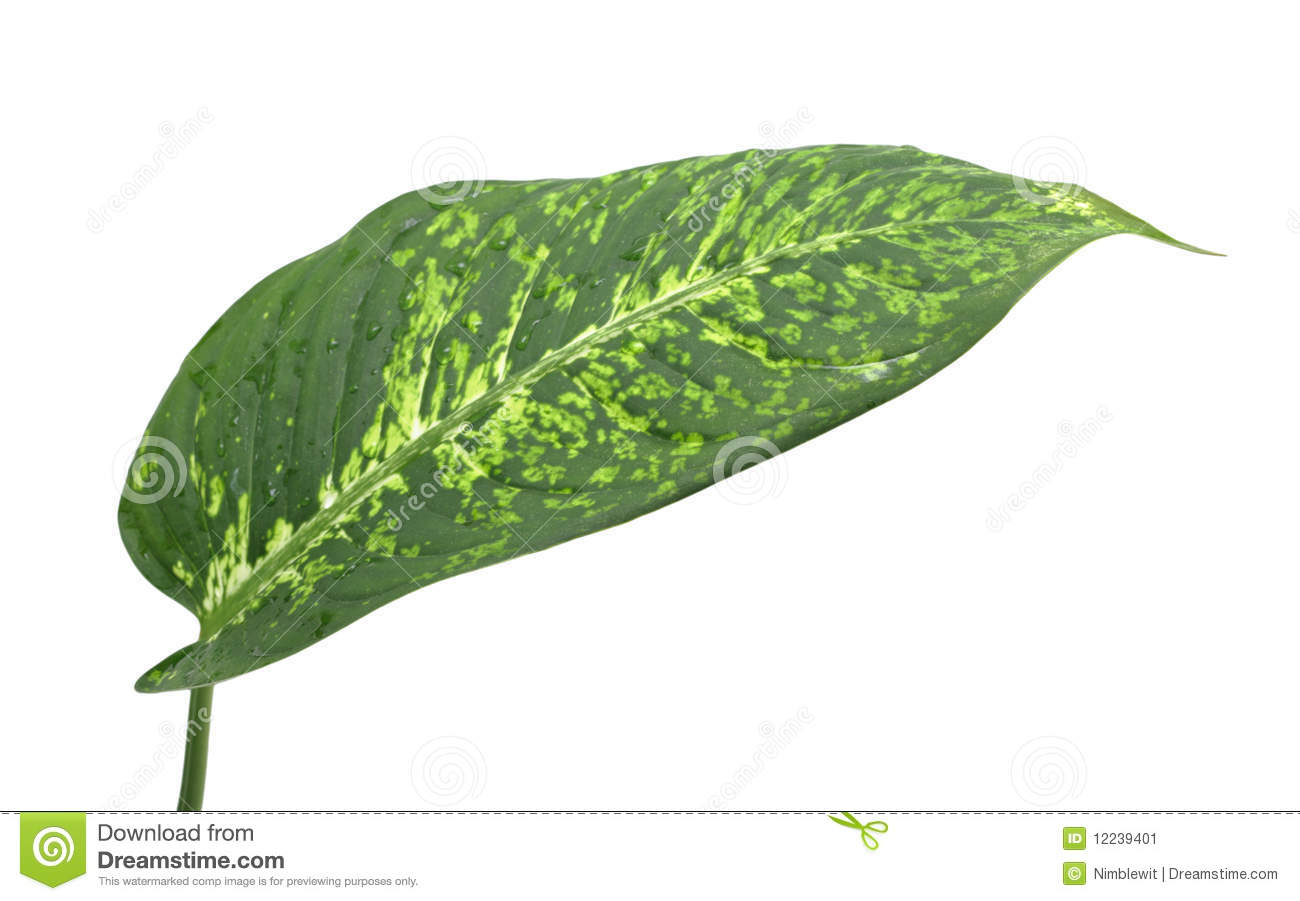 Dieffenbachia Leaf Isolated On A White Background 