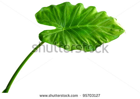 Giant Taro Plant Leaf Also Known As Alocasia Machrorhizadieffenbachia    