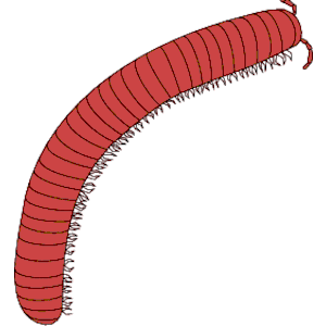 Millipede Clipart Cliparts Of Millipede Free Download  Wmf Eps Emf
