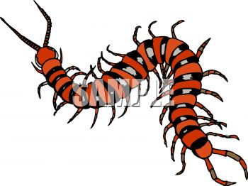Royalty Free Clipart Image  Centipede Or Millipede Insect