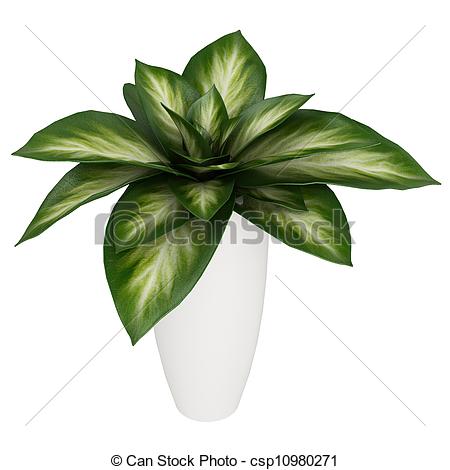 Stock Illustrations Of Variegated Dieffenbachia Leaves In A Tall