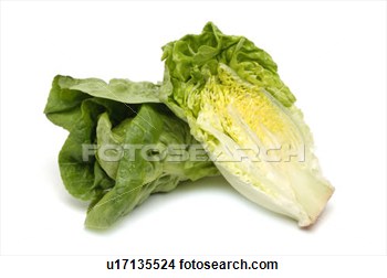 Stock Photo   Little Gem Lettuce  Fotosearch   Search Stock Images