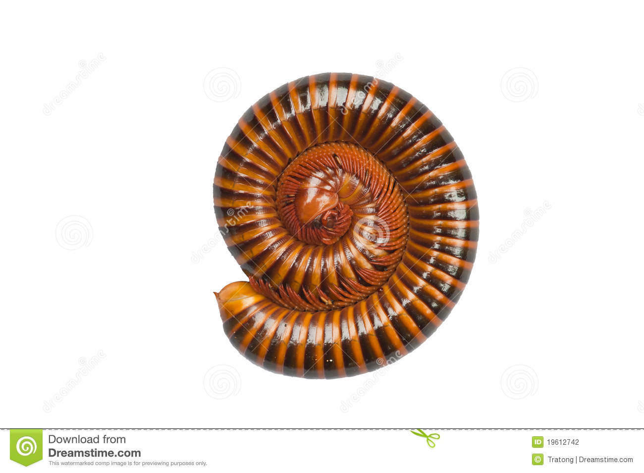 Tropical Millipede Isolated On White Stock Photography   Image    
