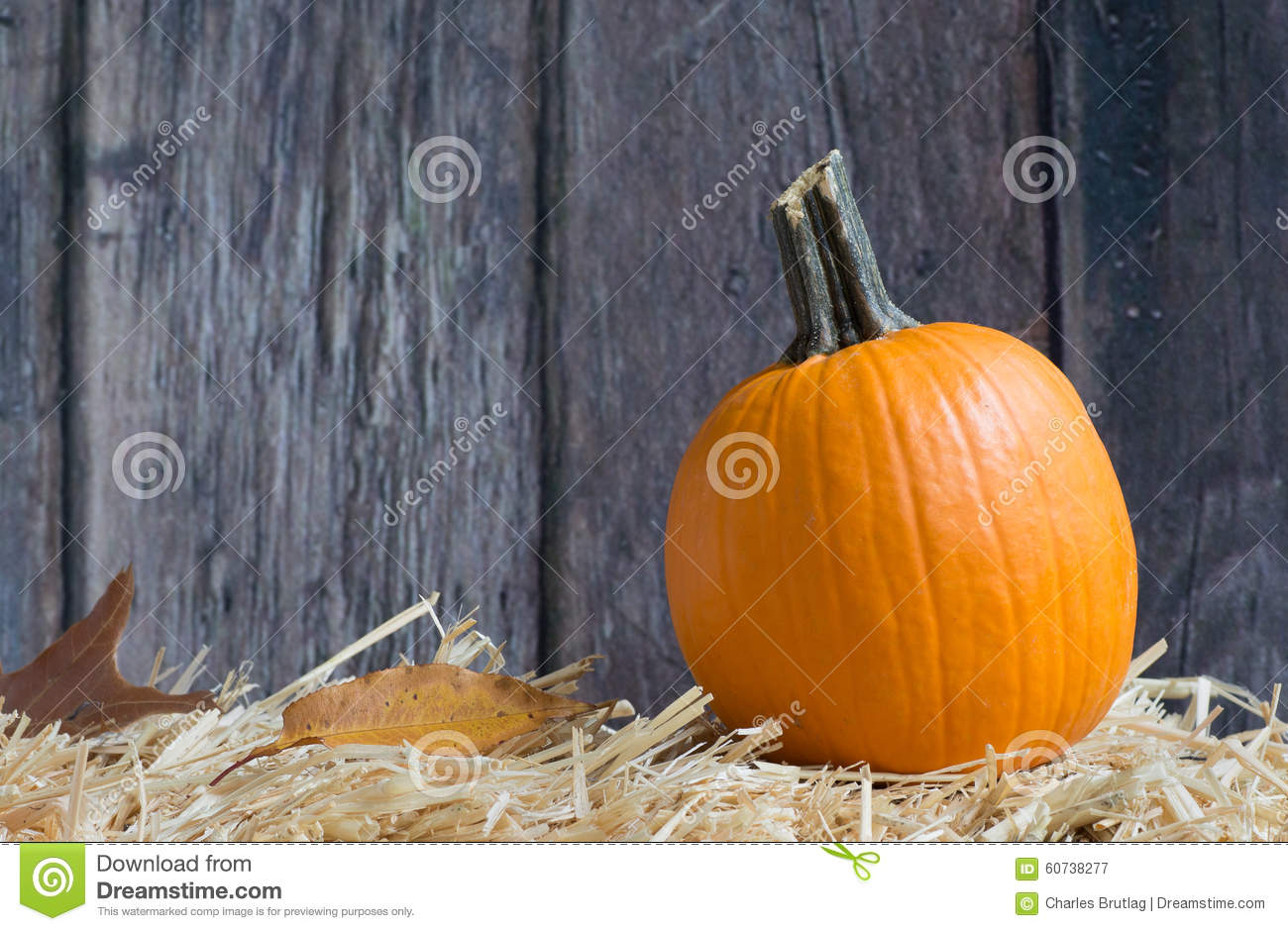Harvest Pumpkin Stock Photo   Image  60738277