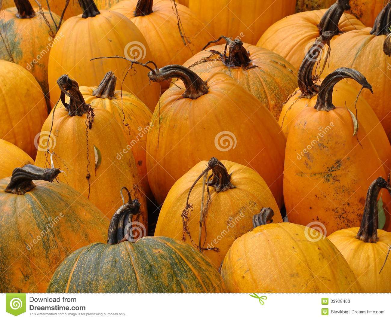 Harvest Pumpkin Stock Photos   Image  33928403