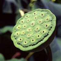 Lotus Seed Pod Skin Infection Lotus Pod Infection