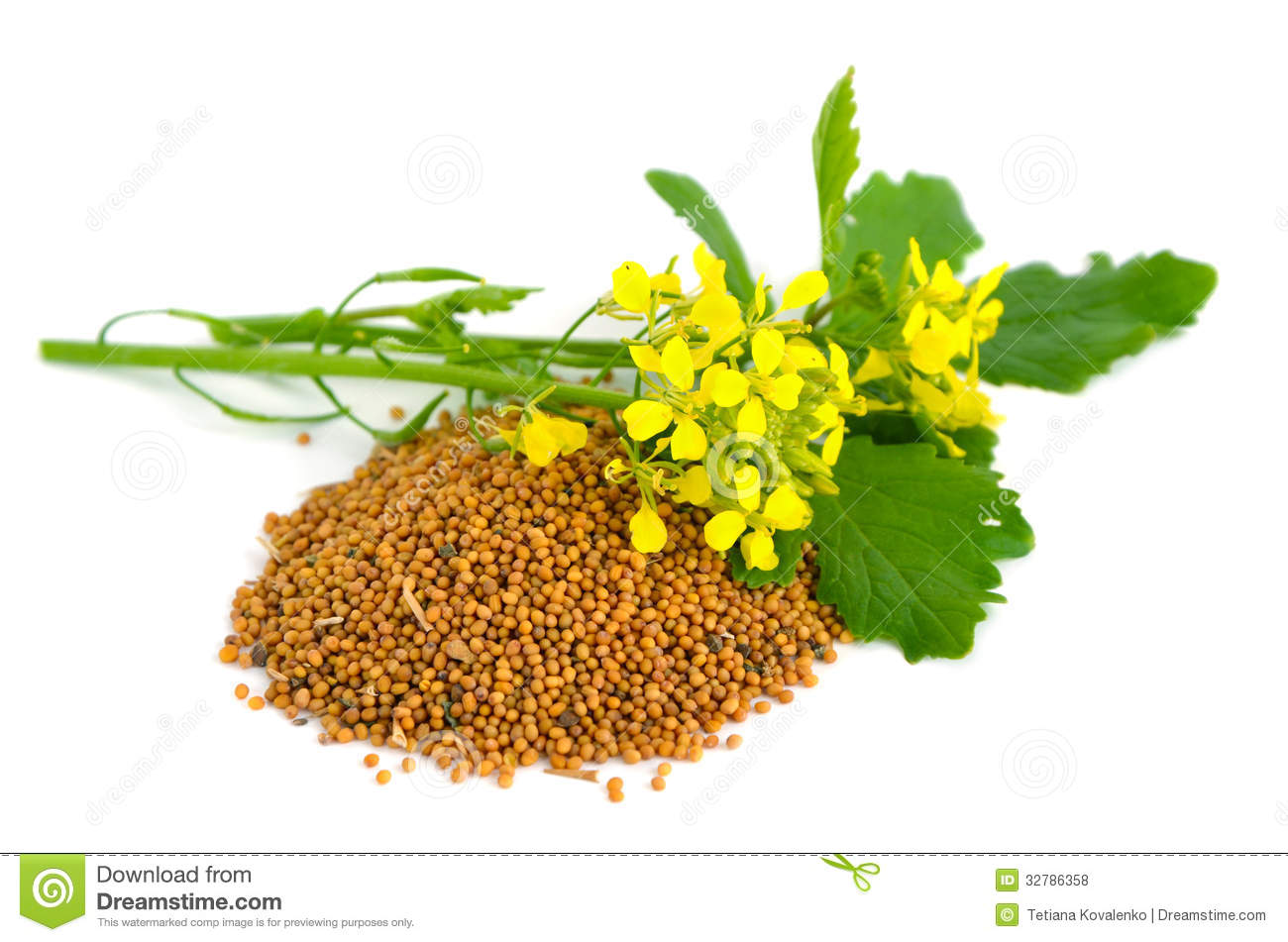 Mustard Flowers And Seed  Royalty Free Stock Photos   Image  32786358