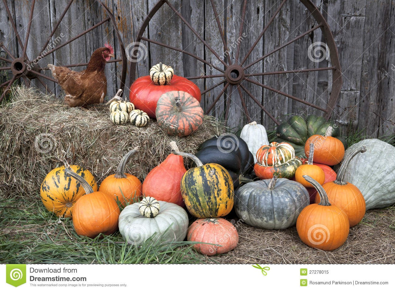 Variety Of Pumpkins And Gourds In Front Of Barn