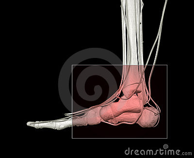 Ankle Injury Stock Photos   Image  3194023