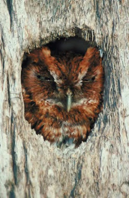 Blog Clip Art  Owl In Tree Hole Jpg