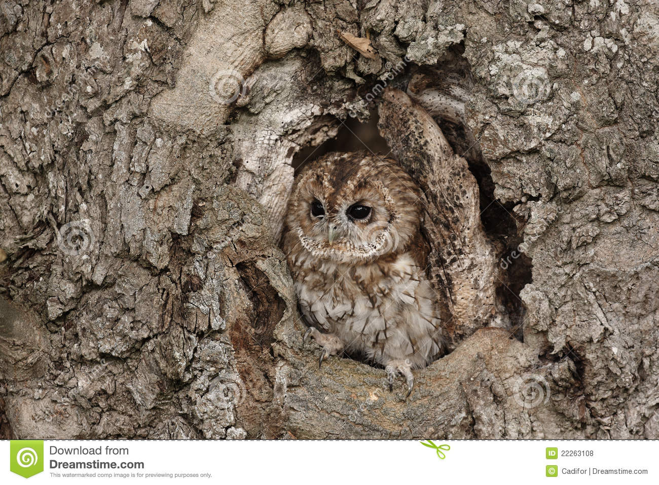 Captive Tawny Owl Perched In A Hole In A Large Tree