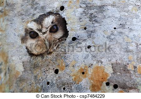 Cuban Screech Owl In Tree Hole  Cuban Screech Owl Gymnoglaux Lawrencii    