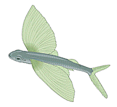 Fish Fin Clipart