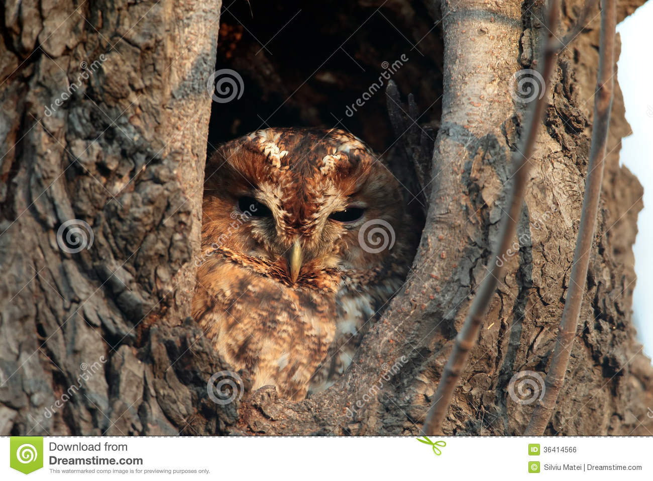 Free Stock Image  Tawny Owl Strix Alucosits In A Hole In An Old Tree