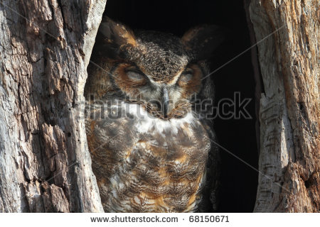Great Horned Owl  Bubo Virginianus  Sleeping In A Hole In A Tree