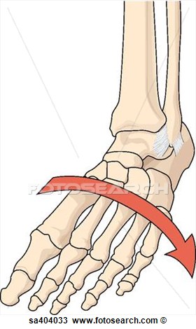 Illustration Of Torsion Injury To Ankle   Fotosearch   Search Clipart
