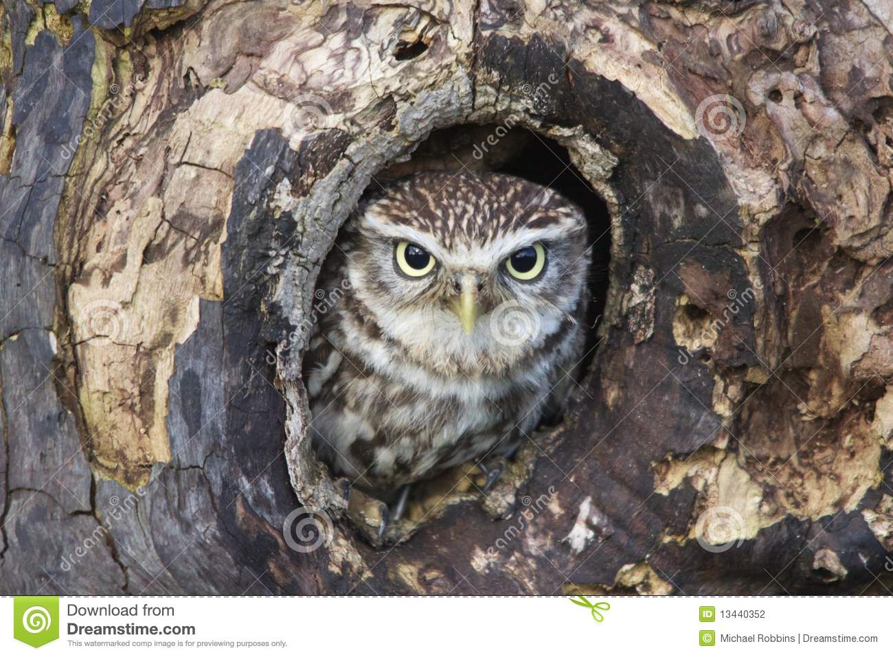 Little Owl Hiding In Hole In Tree Watching  In A Owl And Bird Of Prey