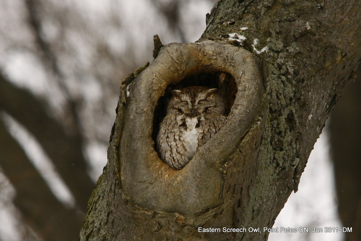 Owl In Tree Hole Http   Dwaynejava Blogspot Com 2011 01 Long Eared Owl