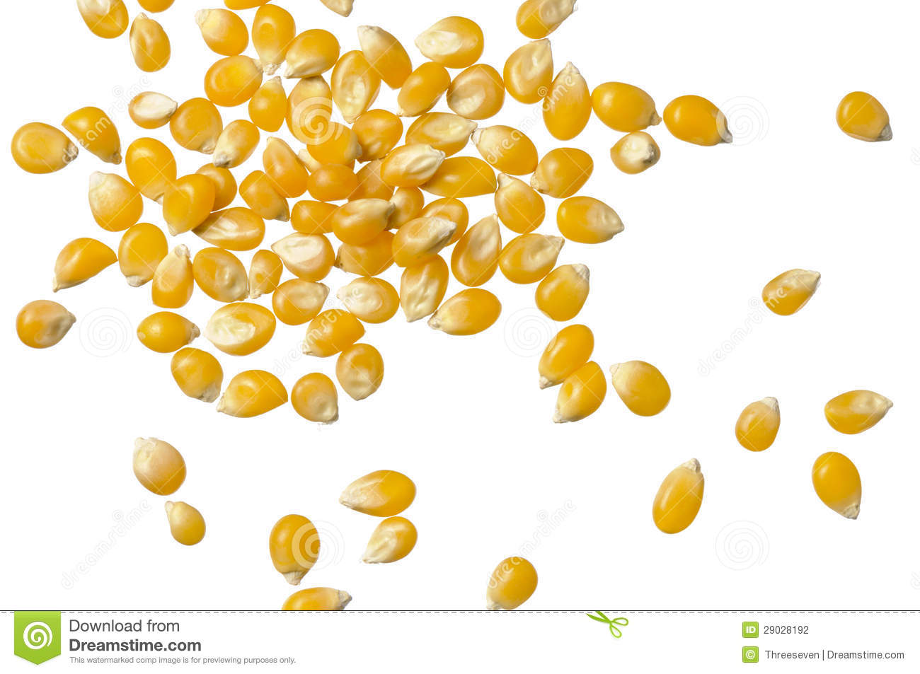 Popcorn Kernel Clipart Corn Kernels On White