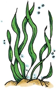 Sea Plant   Iy823   Coloured Clip Art   Pinterest