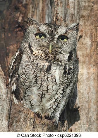 Stock Photos Of Screech Owl   Gray Screech Owl Perched By Hole In Tree    