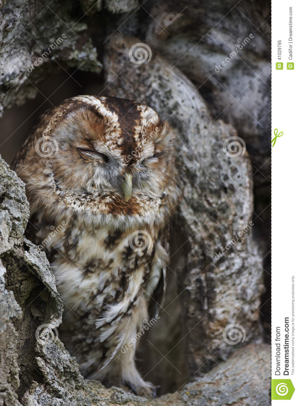 Tawny Owl Strix Alucosleeping In A Hole In A Large Tree