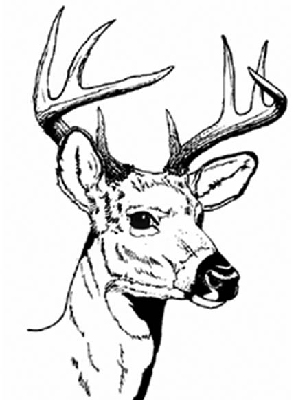 Duck Hunting Coloring Pages   Cliparts Co