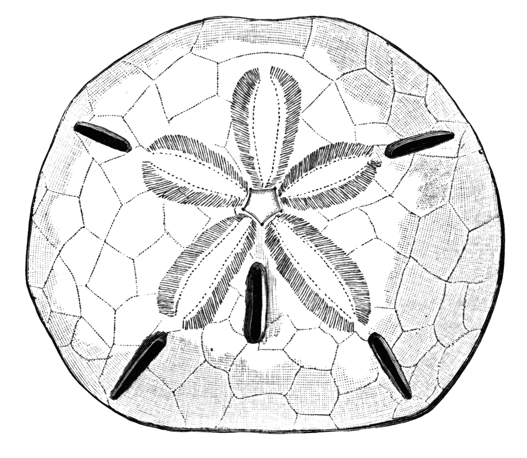 Keyhole Urchin   Clipart Etc