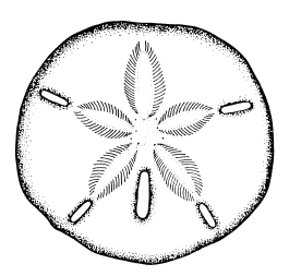 Sand Dollar Clipart Black And White   Clipart Panda   Free Clipart