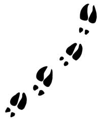 11 Deer Hoof Prints Vector Free Cliparts That You Can Download To You    
