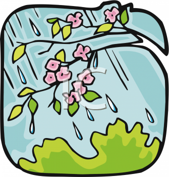 Cherry Blossoms In The Rain   Royalty Free Clipart Image