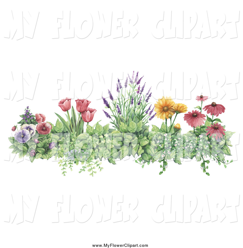 Clip Art Of A Beautiful Border Of Pansies Tulips Lavender Daisies