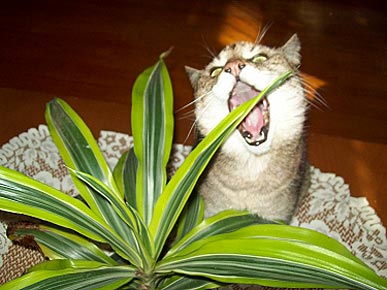 Hungry Cat Attacks Plant    Cats Cute Pets Zoo Animals   People Com