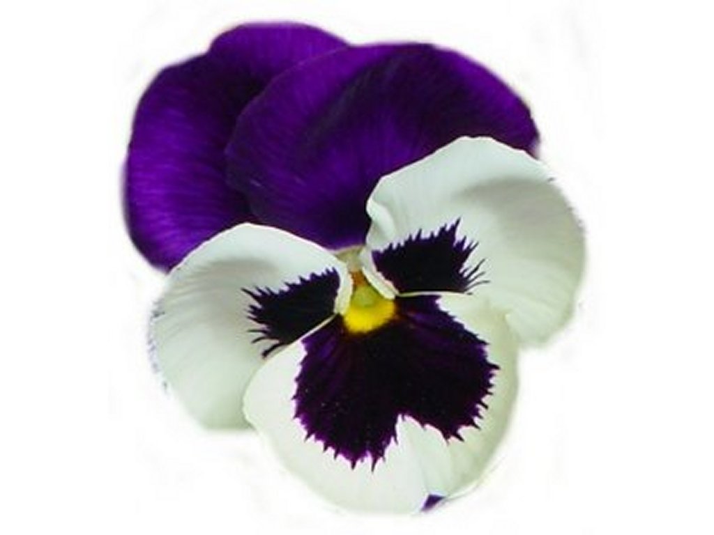 Pansy Border Clipart Picture